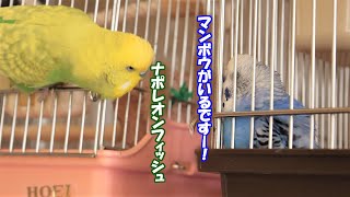 セキセイインコ メルキーの新しい恋のお相手（が女子だからヌシは血を見ないうちに間に入る）