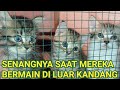 Senangnya saat mereka bermain di luar kandang (kitten SILANGAN domestik dan persia medium)