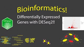 Bioinformatics - Finding Differentially Expressed Genes with DESeq2!