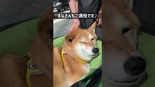 Vol.592 柴犬るな　大好きな人に撫でてもらった嬉しさで寝顔が変になる柴犬【変顔】@shiba-dogg-lunachannel0913