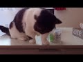 綿棒抜いて散らかす猫 猫のこてっちゃん。 cat pulling the swab