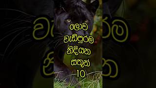 ලොව වැඩිපුරම නිදියන සතුන් | The most sleepy animals in the world #trending #top10 #vi