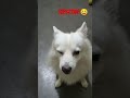 உன் அறிவை அரசமரத்தடியில புதைக்கணும்டி shortsfeed funnydog comedyvideoshorts doglover petanimals