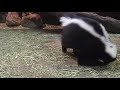 神戸動物王国のシマスカンク