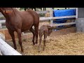 【津別ニュース】津別ホーストレッキング研究会　仔馬生まれる