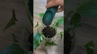 테이크아웃 커피컵을 활용한 스킨답서스 키우기 Growing Skidapsus Using Takeout Coffee Cups