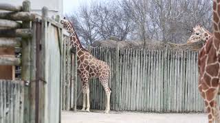 ZOO KNOXVILLE ‘S BELOVED GIRAFFE PATCHES EUTHANIZED DUE TO DECLINING HEALTH