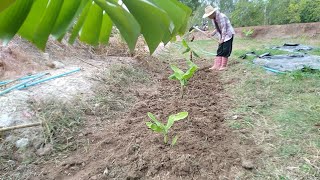 พรวนดิน​กล้วยหอม​ทอง​ ฝนตก​ดินเหนียว​เริ่ม​แน่น