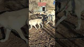 Keşfet safkan kangal #kangal çoban köpeği bir birine racon #keşfet kesiyor lar