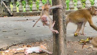Usually Active & Super Busy Rockstar NEVER Afraid of Falling But Likes Climbing