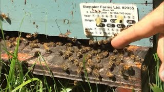 Why are my bees not collecting HONEY !, July 16, 2020