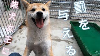 美柴小波【柴犬の女王】柴犬女王に罰を与える