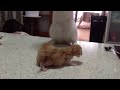 赤ちゃん猫で踊る猫2