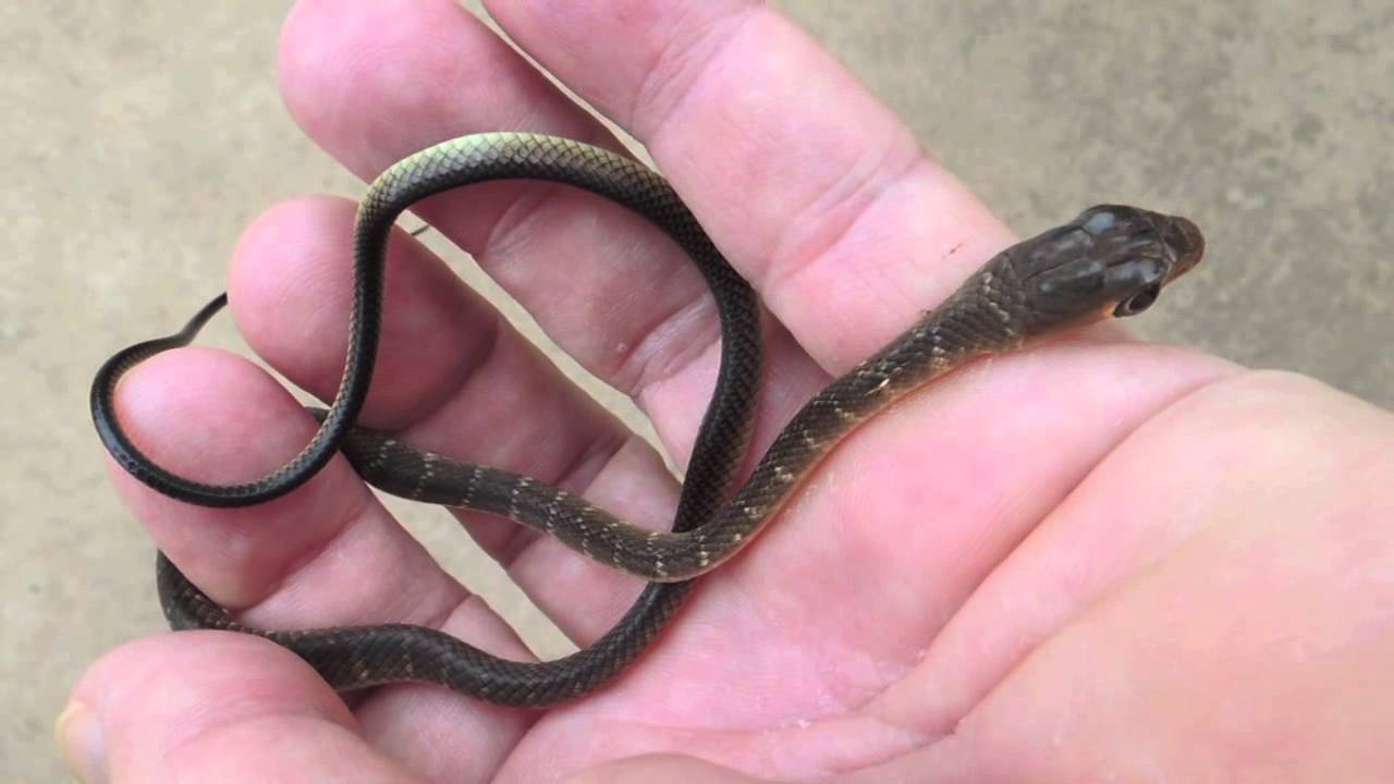 Snakes Of Cambodia 5 - YouTube