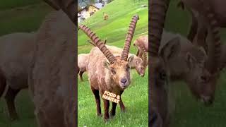 Alpine Ibex The Mountain-Climbing Goat That Defies Gravity [5 Unique Facts] #shorts