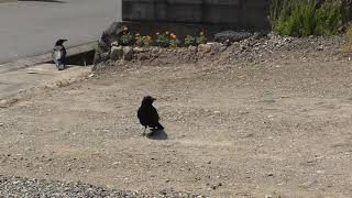 Ｂ0066　ビビリ＆カシコ（ハシボソガラス）Bibiri \u0026 Kashiko (Wild Carrion Crow)