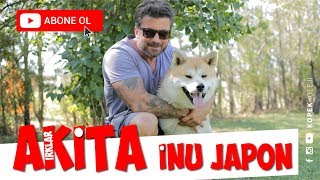 Dog Breeds - Japanese Akita Inu