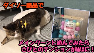 ダイソーデコレーションボールでテンションが上がるメインクーンさびと【たぬきしっぽの猫】