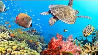 Underwater Sounds with Oceans capes & Underwater Animals | 8 Hours Under The Sea Sound