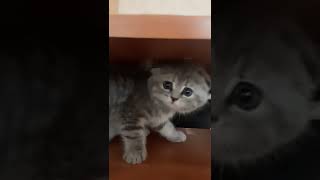 Cute scottish fold kitten playing and shout at me