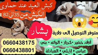 أدرار /كبش العيد عند حماوي التوصيل الى بشار بسعر من 34 الى 82