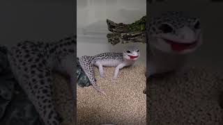 LeoPard Gecko #gecko #lizard #shorts #love