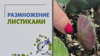 Размножение комнатных растений листиками | Пеперомии, фиалки, суккуленты и другие