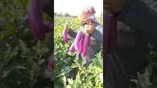 brinjal ventan arganic agriculture farm #venta #agricuture #farmerlife #nature #farmer #smartkrishi