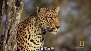 花豹捕獵羚羊精彩瞬間#看動物世界品百味人生#野生動物