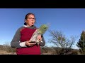 arizona cypress trees creating a wind block