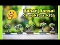 5 Bonsai dari pohon liar di sekitar rumah, apa saja ?