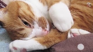 こたつ大好き♪ 100%甘えん坊猫♪〜しっぽフリフリ可愛い鳴き声☆茶トラ猫 ｢マック｣　- Tabby Cat Mac is relaxed leisurely.Funny cat!