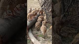 Grey francolin #birds