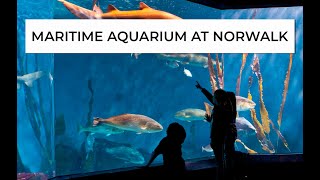 Experience the Magic of Norwalk's Maritime Aquarium 🌊