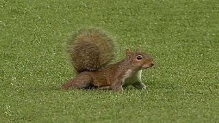 A squirrel disrupts play in the fourth