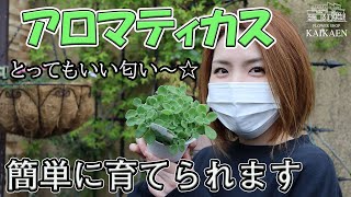 アロマティカス 育て方・ポイント【おうちでガーデニング】開花園チャンネル