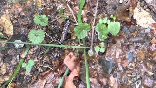 Ichneumon Wasp on the Prowl ヒメバチ♀Coelichneumon albitrochantellusの探索徘徊