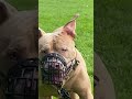 i spotted a banned muzzled xl bully today dog xlbully pitbull pets doglover dogowner xlbully