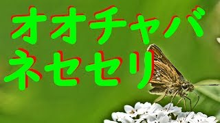 オオチャバネセセリ