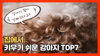 집에서 키우기 쉬운 강아지 BEST 7