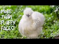 Silkie Chickens: de schattigste kip met een rijke geschiedenis