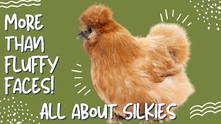 Silkie Chickens: The Cutest Chicken with a Rich History