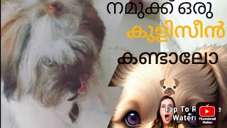 ഞങ്ങളുടെ മിക്കിയുടെ കുളി