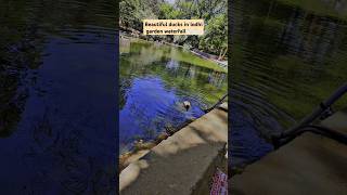 Beautiful ducks in Lodhi garden waterfall #lodhigardendelhi #love #bestviews #ducks #animation