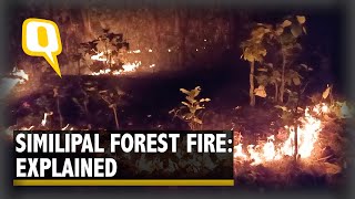 Similipal Wildfires | Forest Fire Ravages Odisha, Guts a Third of the National Park | Explainer