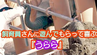 【東山動物園】　飼育員さんに遊んでもらって喜ぶ『うららちゃん』💕