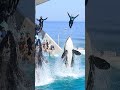 世界一のシンクロ飛行 「ダブルスカイロケット」 shorts 鴨川シーワールド シャチショー kamogawaseaworld orca killerwhale