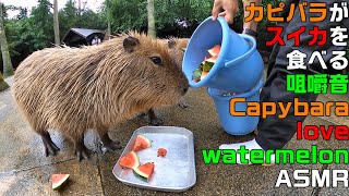 カピバラがスイカを食べる咀嚼音 capybara love watermelon ASMR