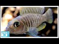 Neolamprologus similis Care and Breeding: Awesome Nano Cichlid!