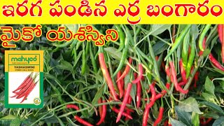 Chilli farming | mahyco seeds yashaswini | chilli cultivation